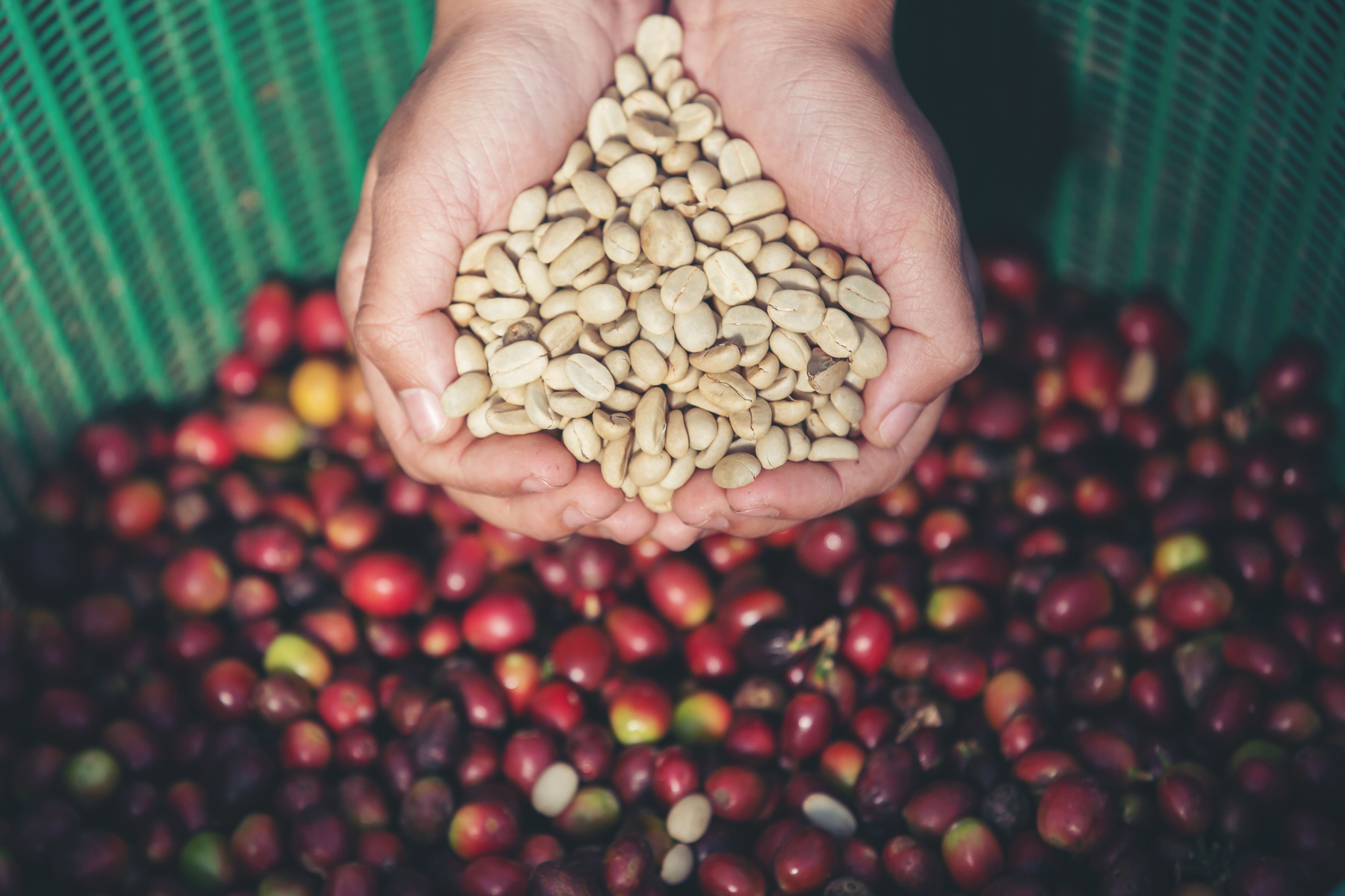 Các yếu tố ảnh hưởng đến chất lượng hạt cà phê bạn cần biết