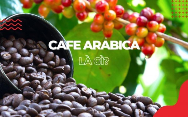 Cafe Arabica là gì? Nguồn gốc và các biến thể hạt cafe Arabica