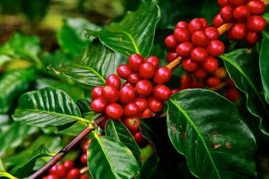 Cà phê Việt Nam là loại gì? Arabica hay Robusta?