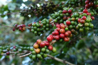 Những vùng trồng cà phê Arabica ở Việt Nam chất lượng nhất