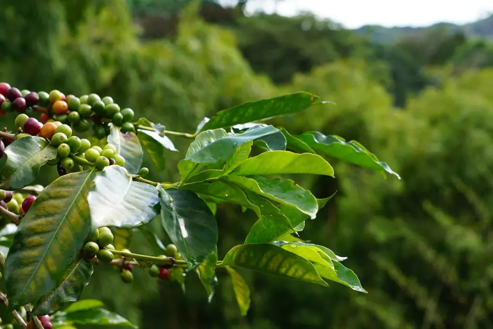 Những vùng trồng cà phê Robusta ở Việt Nam nổi tiếng nhất