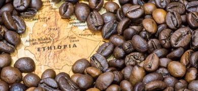 Tổng quan cà phê Ethiopia - cái nôi cà phê Arabica trên thế giới