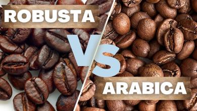 Cách phân biệt cà phê Arabica và Robusta chi tiết