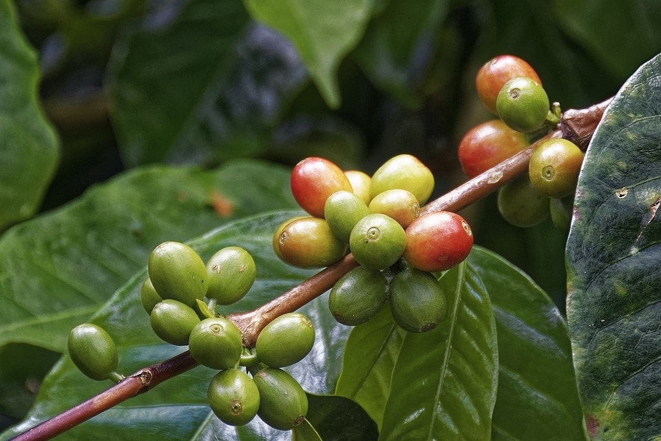 Cà phê Cherry có tên khoa học là Coffea Excelsa hoặc Coffea Liberica