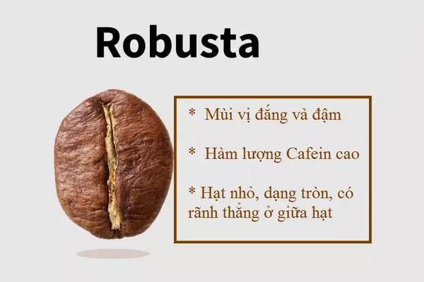 Cà phê Robusta có vị gì? Có ngon hơn Arabica?