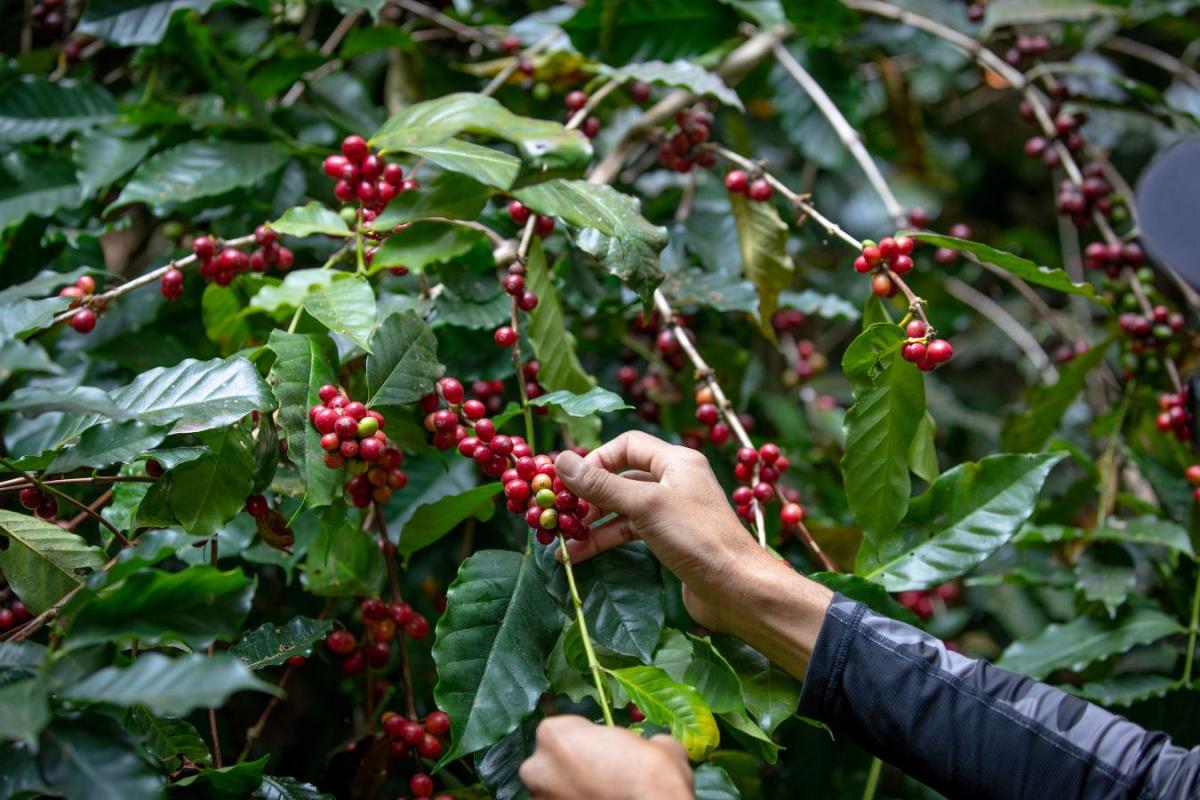 Cà phê Typica là gì?