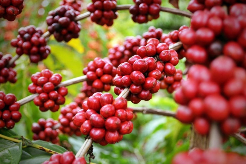 Robusta chiếm 90% sản lượng cà phê Việt Nam