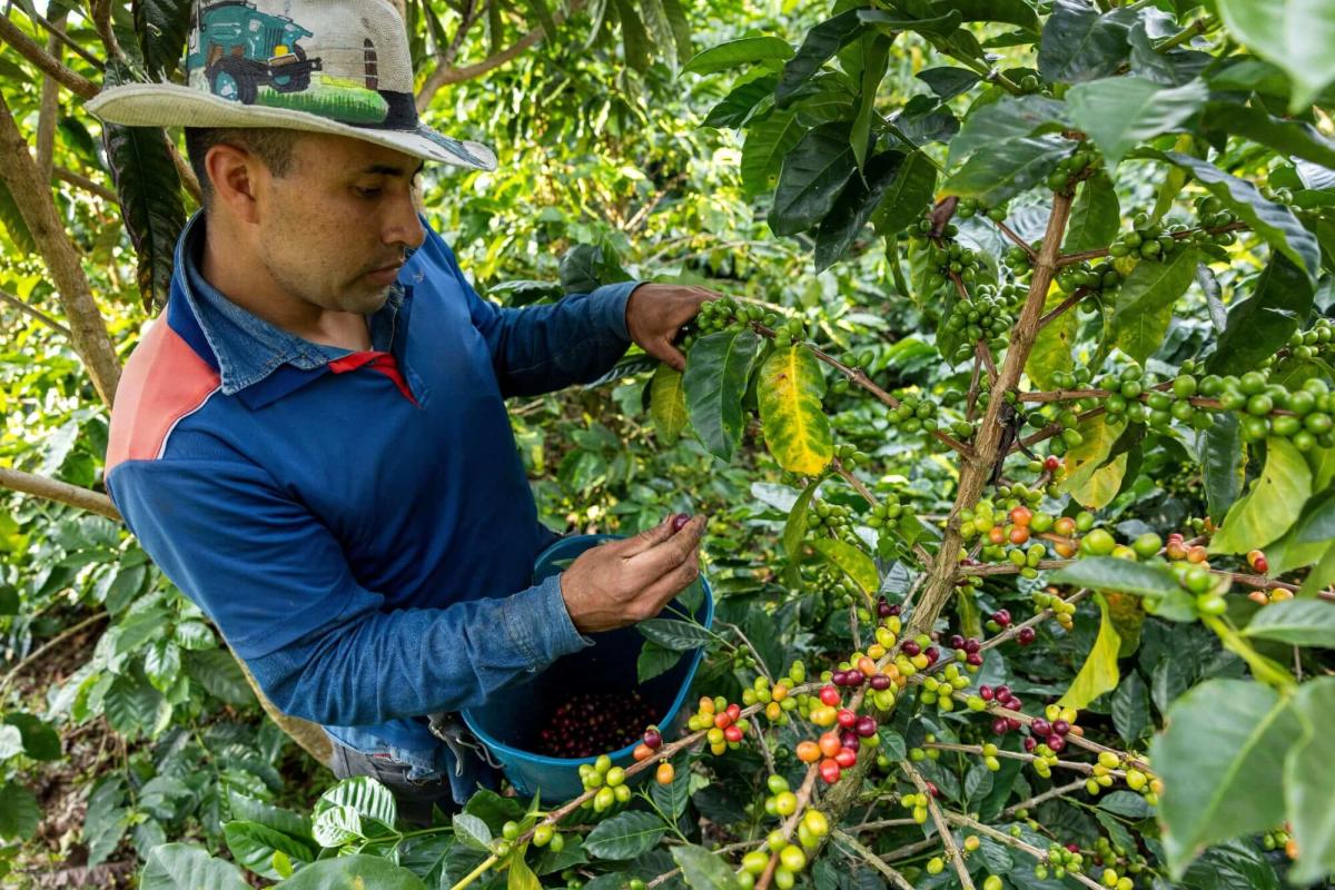 Các loại cà phê được trồng chủ yếu tại Colombia