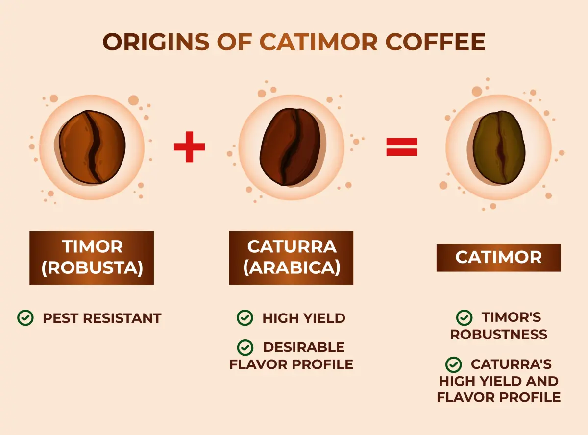 Cà phê Catimor là giống cà phê lai giữa Timor và Caturra, thuộc chi Arabica