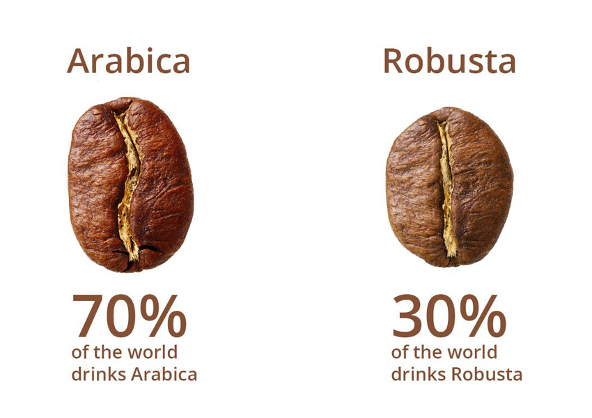 Khu vực trồng cà phê Robusta và Arabica có sự khác biệt rõ rệt