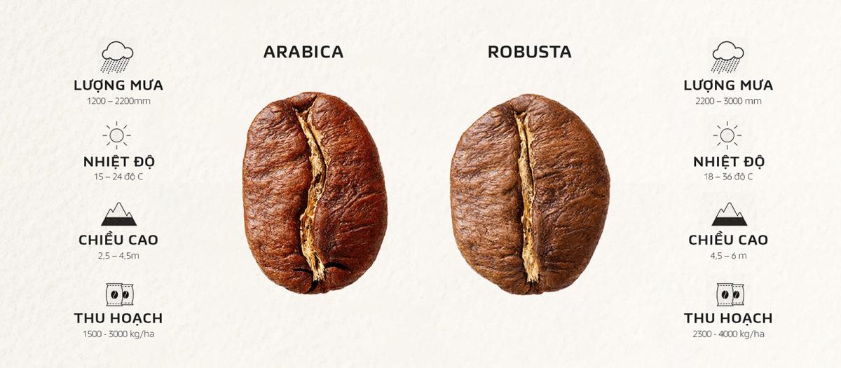 Phân biệt điều kiện trồng Arabica và Robusta