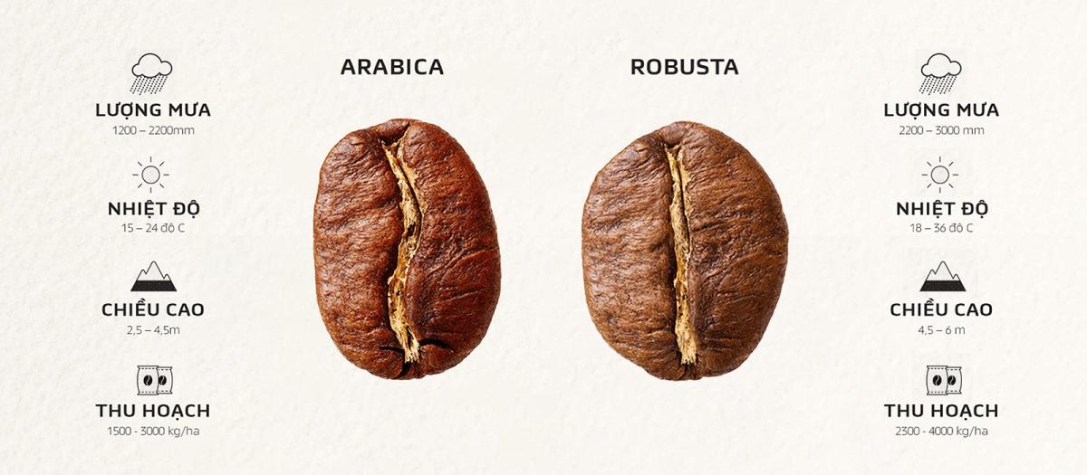C ch Ph n Bi t C Ph Arabica V Robusta Chi Ti t