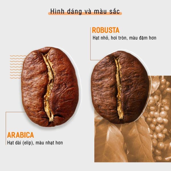 Sự khác biệt về hình dáng hạt cà phê Arabica và Robusta