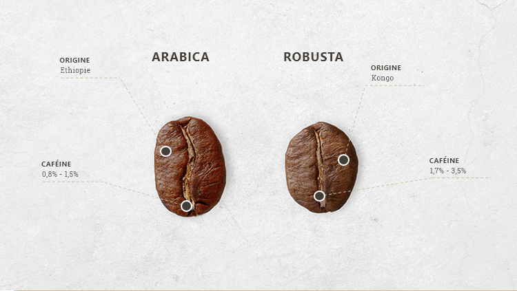 Lượng caffein trong hạt Robusta cao gấp đôi Arabica