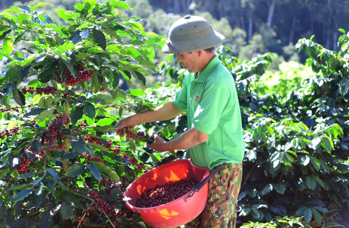 Cầu Đất là một trong những vùng trồng cà phê Arabica nổi tiếng nhất tại Việt Nam