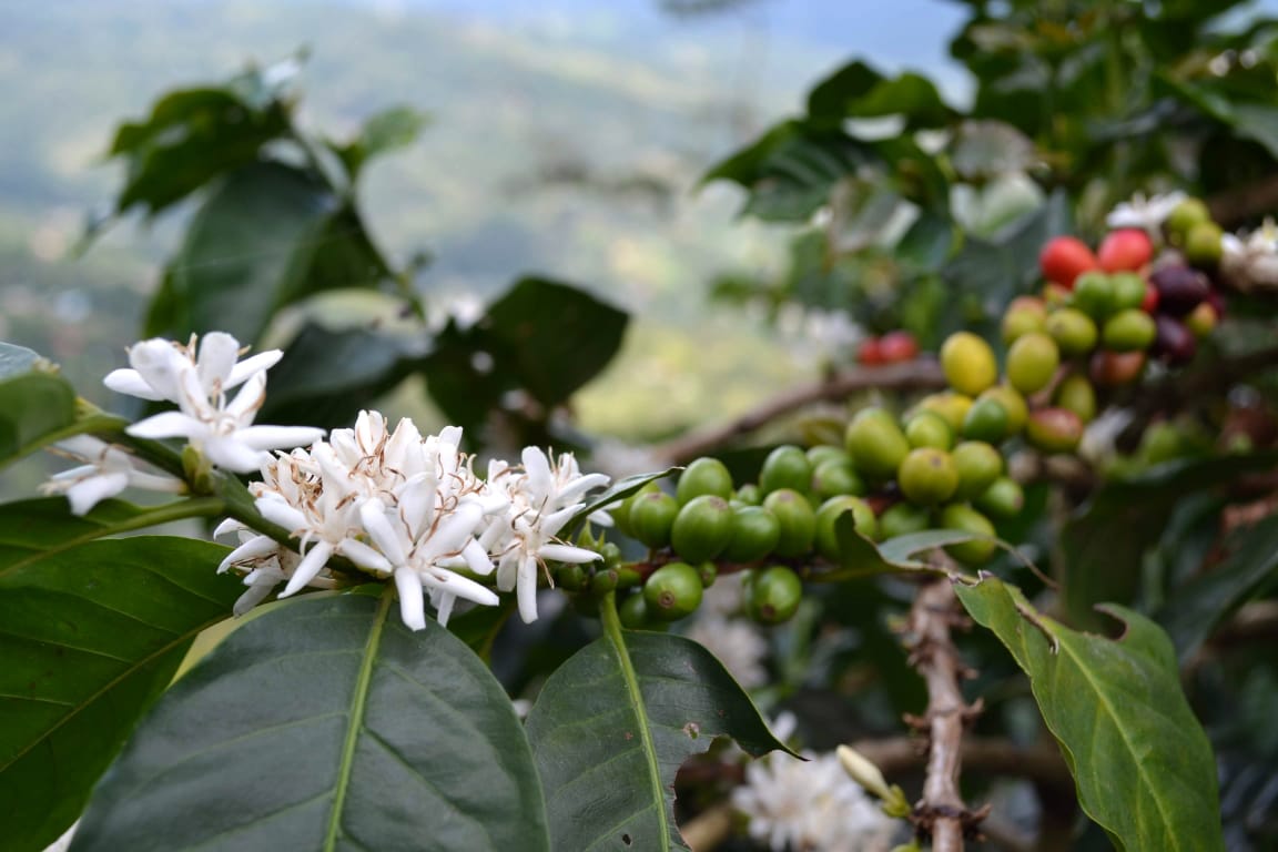 Đặc điểm sinh học của cà phê Robusta