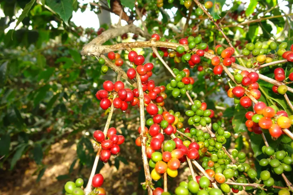 Đặc điểm sinh học của cây cà phê Arabica