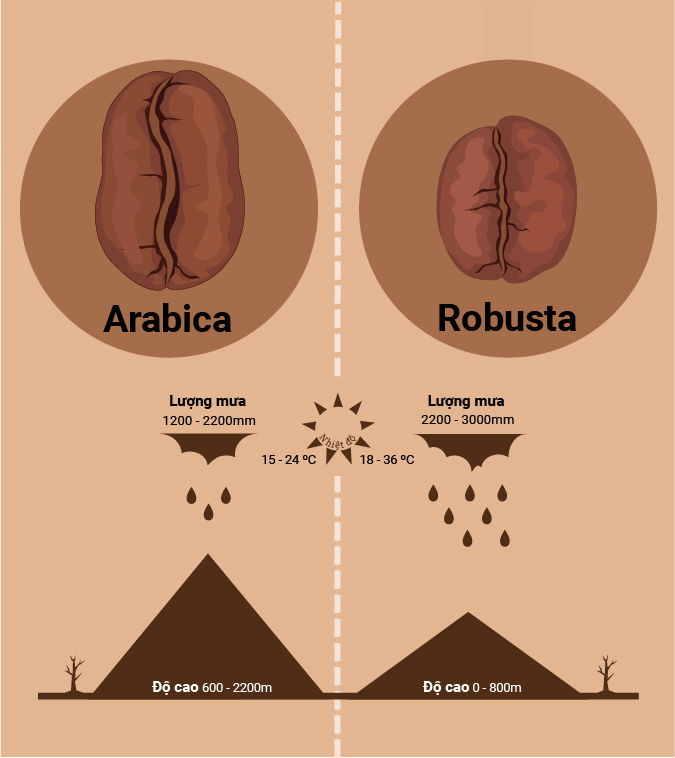 Điều kiện phát triển và khu vực phân bố của Arabica