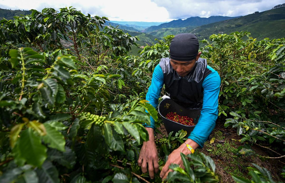 Điều kiện tự nhiên để trồng cà phê tại Colombia