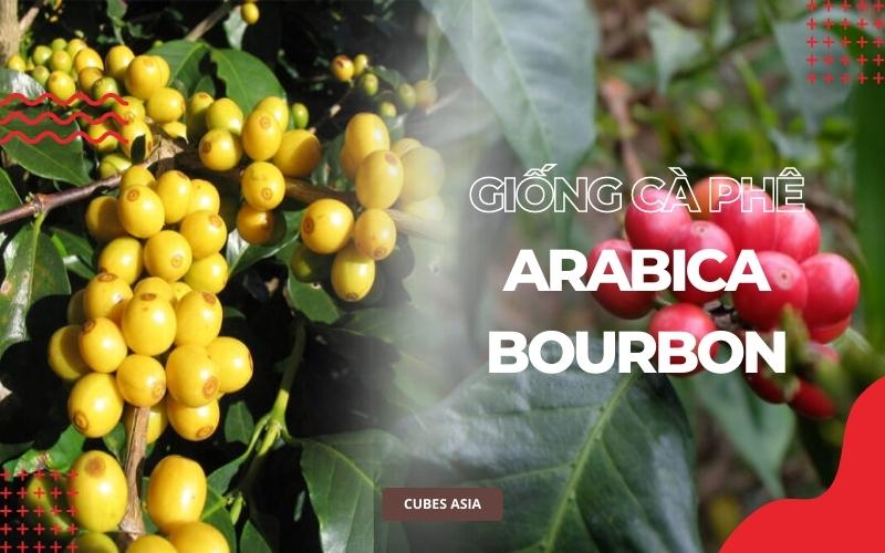 Giống cà phê Arabica Bourbon