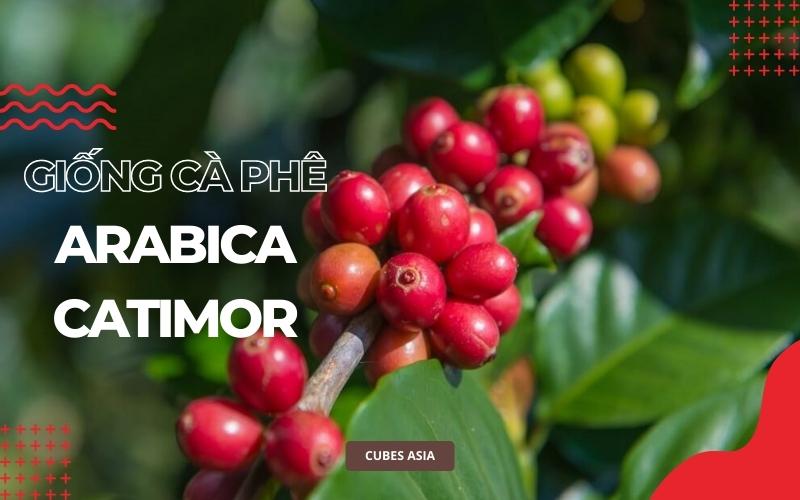 Giống cà phê Arabica Catimor