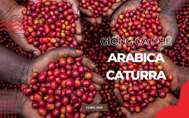 Giống cà phê Arabica Caturra