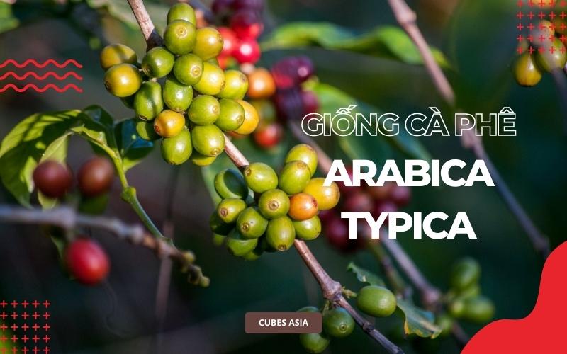 Giống cà phê Arabica Typica