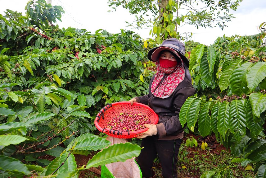 Lợi ích của trồng cà phê Robusta so với Arabica