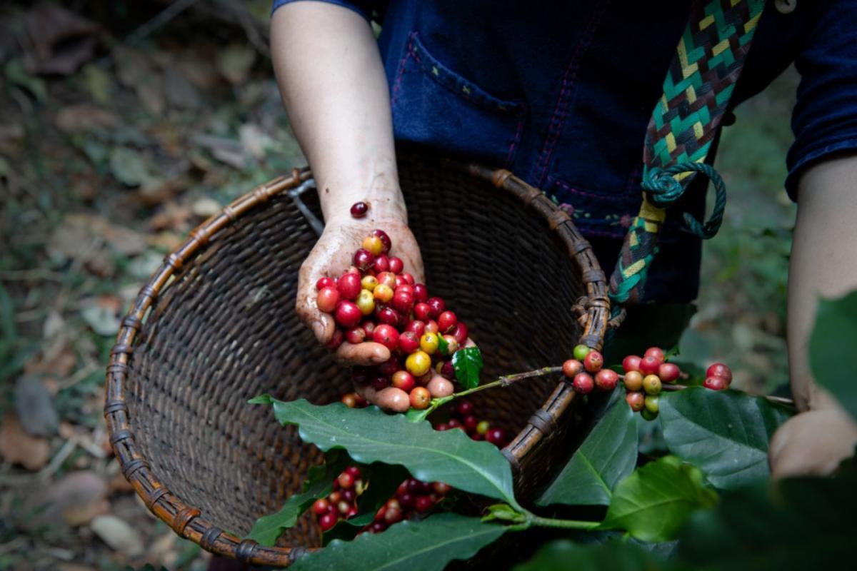 Nguồn gốc của cà phê Typica