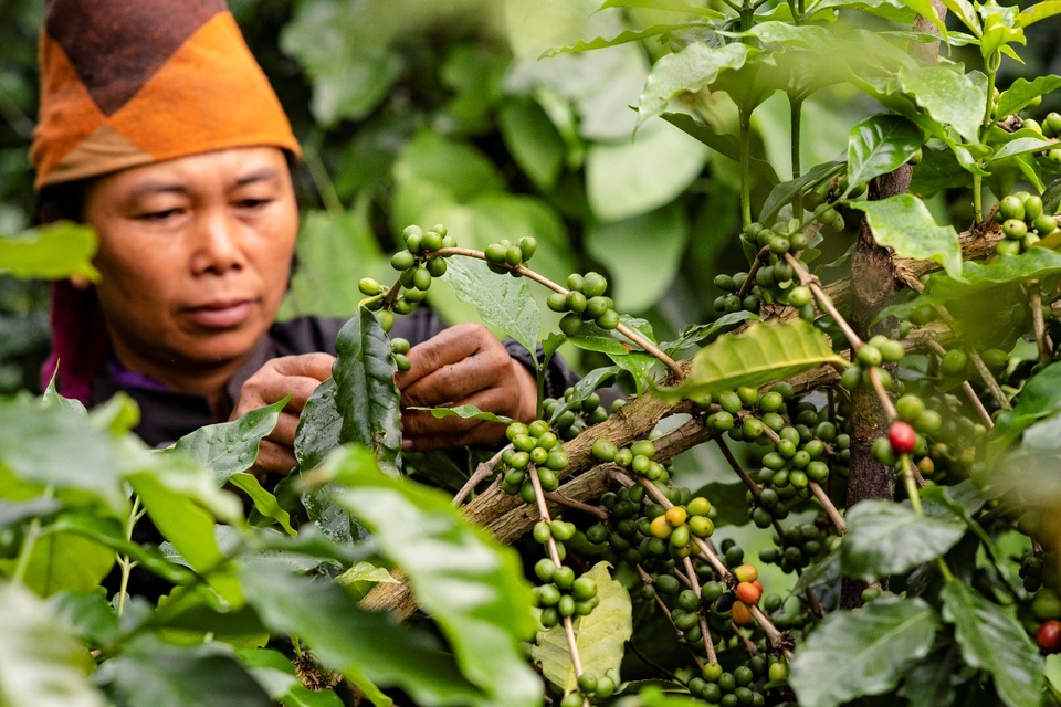 Cà phê Arabica được trồng phổ biến ở đâu tại Việt Nam?