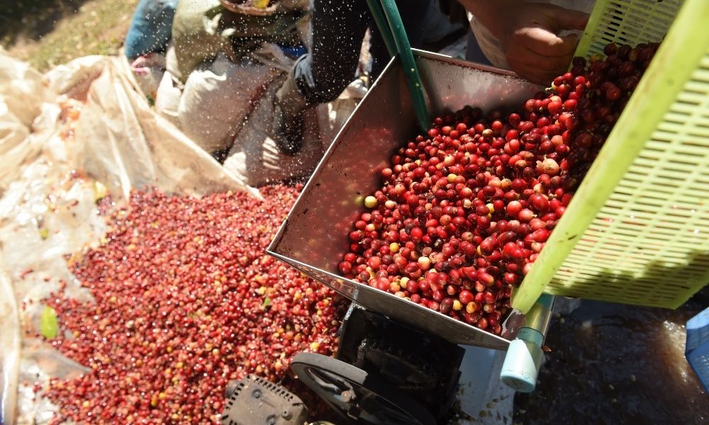 Quy trình sản xuất cà phê tại Honduras