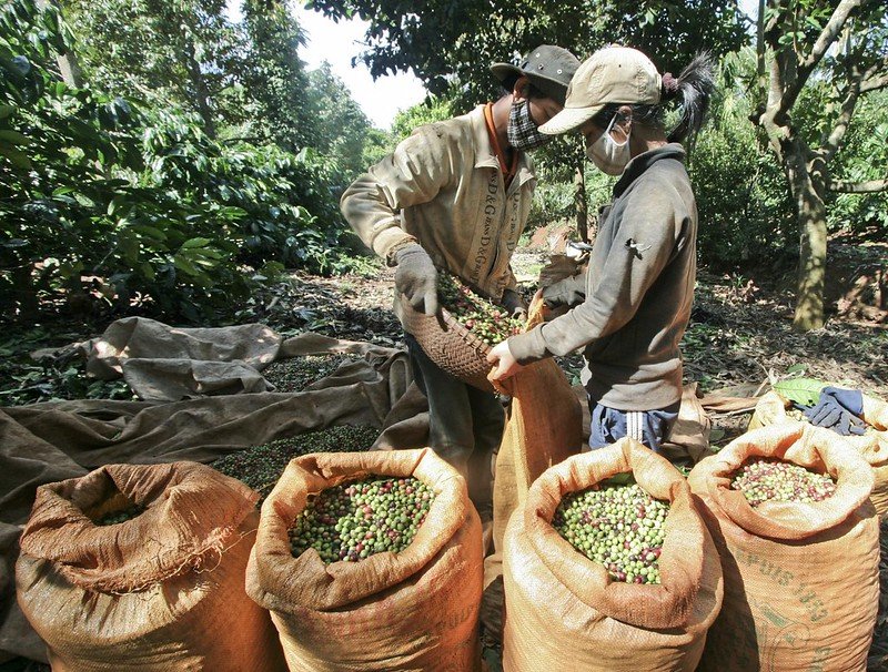 Sản lượng xuất khẩu cà phê của Việt Nam đứng thứ 2 thế giới sau Brazil