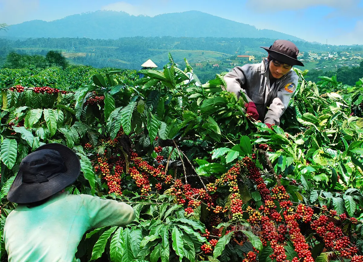 Vị thế cà phê Arabica tại Việt Nam