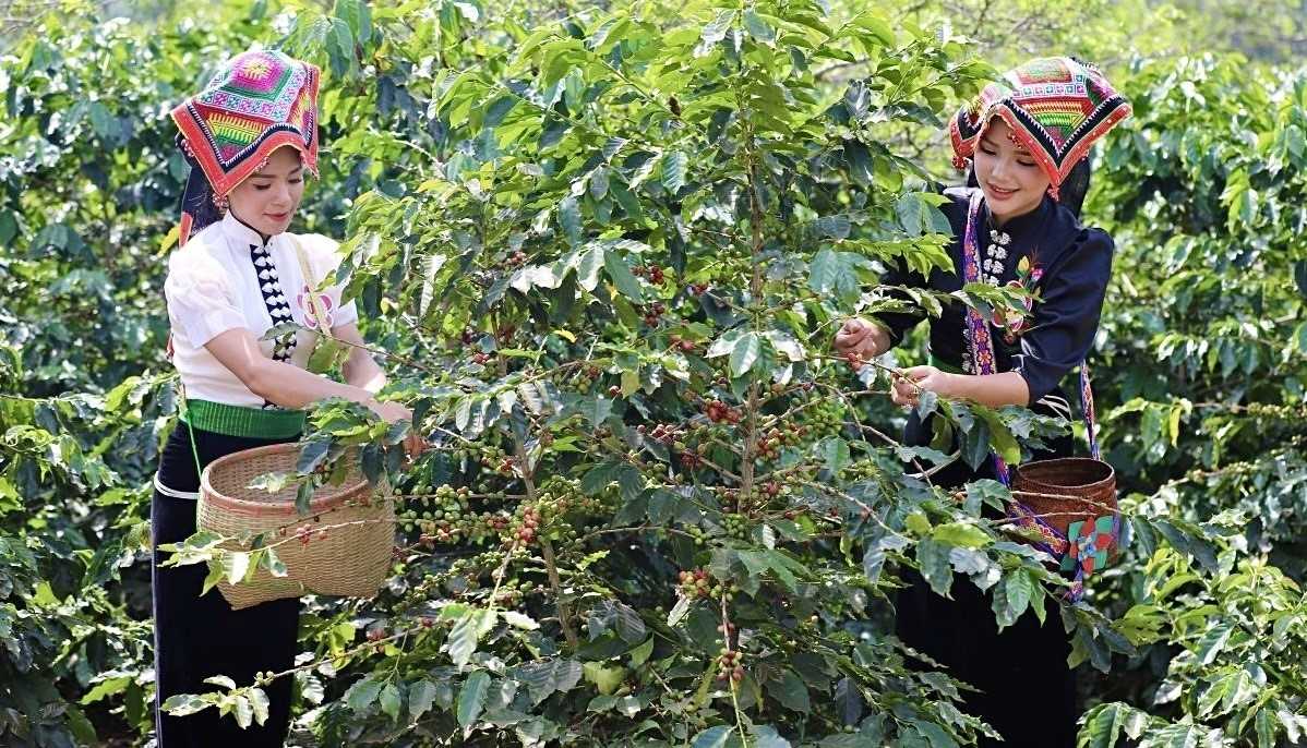 Vùng Tây Bắc nổi tiếng là vùng đất lý tưởng cho việc trồng cà phê Arabica