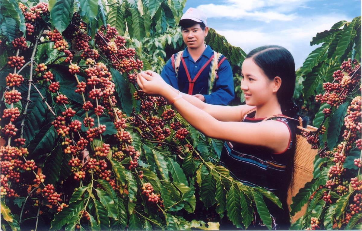 Việt Nam có nhiều vùng canh tác cà phê Arabica nổi tiếng 