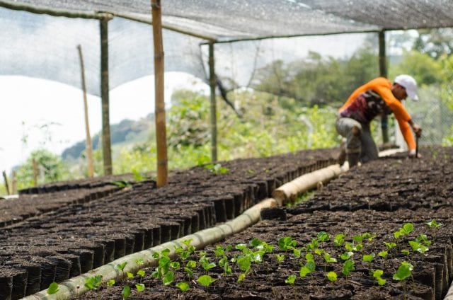Cây giống cà phê specialty coffee mọc ở Casabianca, Colombia. Credit: Herbert Peñaloza