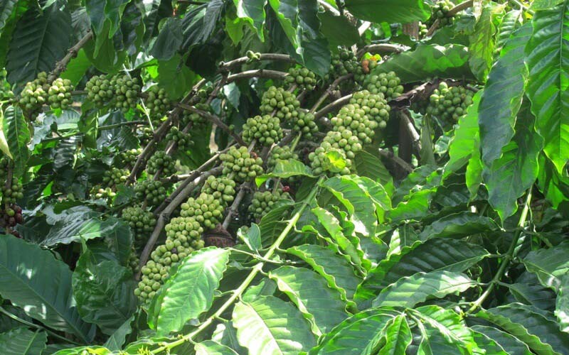 Dòng cà phê Catimor cũng đã được trồng rộng rãi Việt Nam