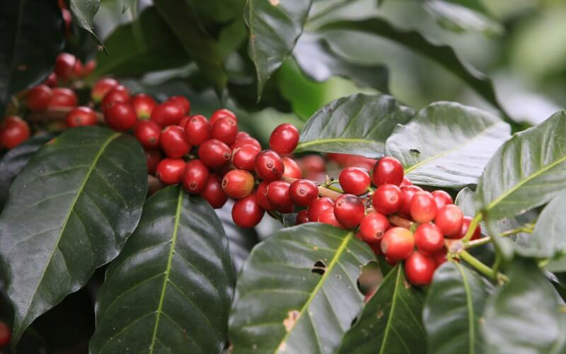Dòng cà phê Catimor chính là sự lai tạo giữa Timor (lai chéo giữa Robusta và Arabica) với Caturra