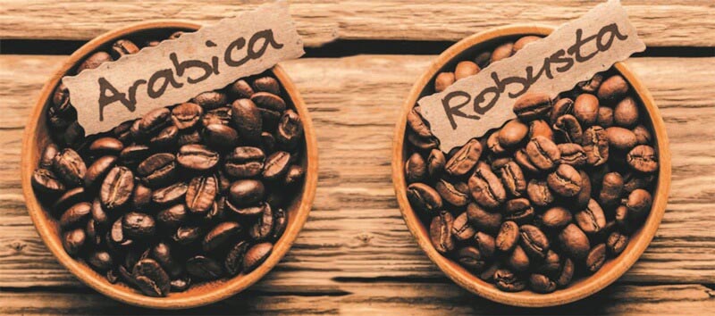 cà phê robusta và arabica
