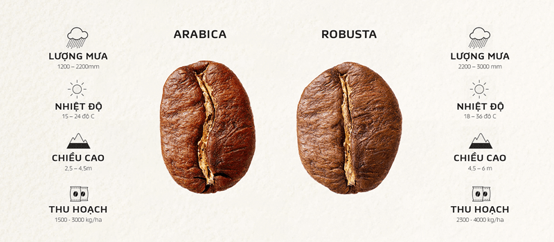 Phân biệt loại cafe ngon Arabica và Robusta