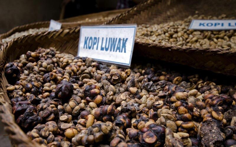 Loại cà phê ngon nổi tiếng - cà phê chồn Kopi Luwak