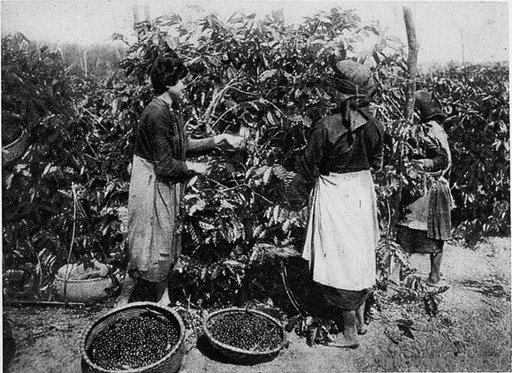 Lịch sử cà phê Việt Nam: Hành trình từ khởi đầu đến khẳng định vị thế trên thế giới
